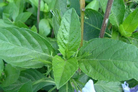Ruellia tuberosa leaf1.jpg